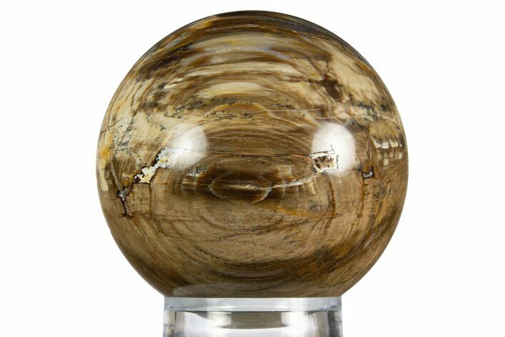 Colorful Oligocene Petrified Wood (Pinus) Sphere - Australia #330206
